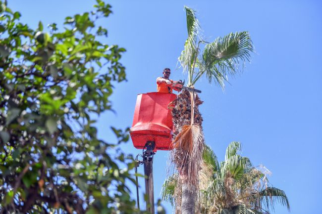 Mersin'de palmiye ağaçları budanıyor