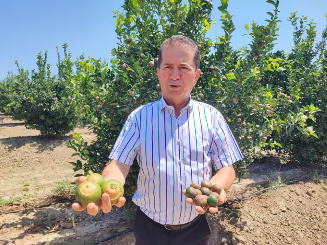Narenciye üreticisine ‘Akdeniz Meyve Sineği' uyarısı