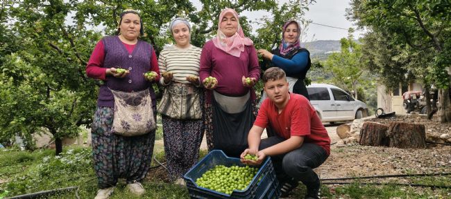 Mersin'de açıkta erik hasadı başladı, fiyatı 200 TL'ye kadar düştü