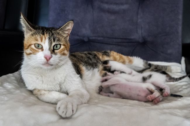 Alaca ve Yavruları Yeni Yuvasında