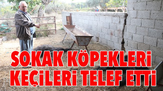 MERSİN’DE BAŞIBOŞ KÖPEK DEHŞETİ