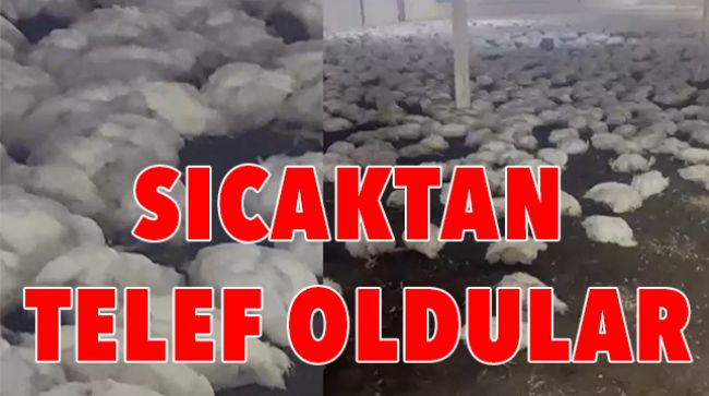20 BİN TAVUK TELEF OLDU