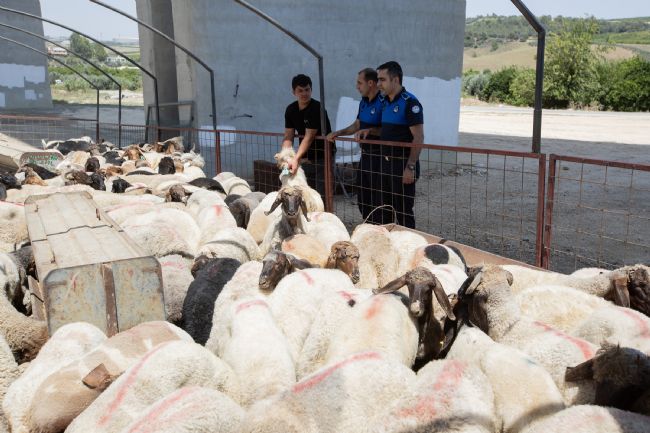 Mezitli’de kurbanlık kesim ve satış yerleri belli oldu