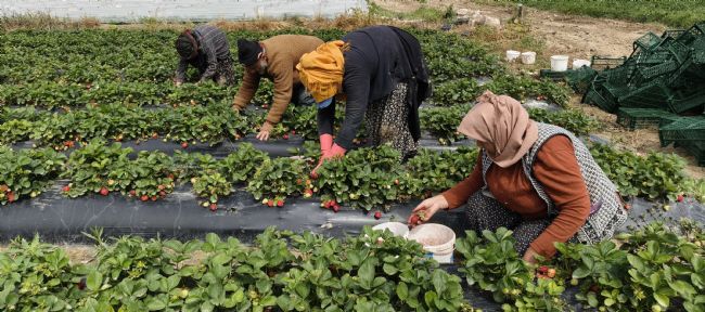 Mersin'de açıkta çilek hasadı başladı: İç pazarda kilogramı 65 ile 75 TL arasında