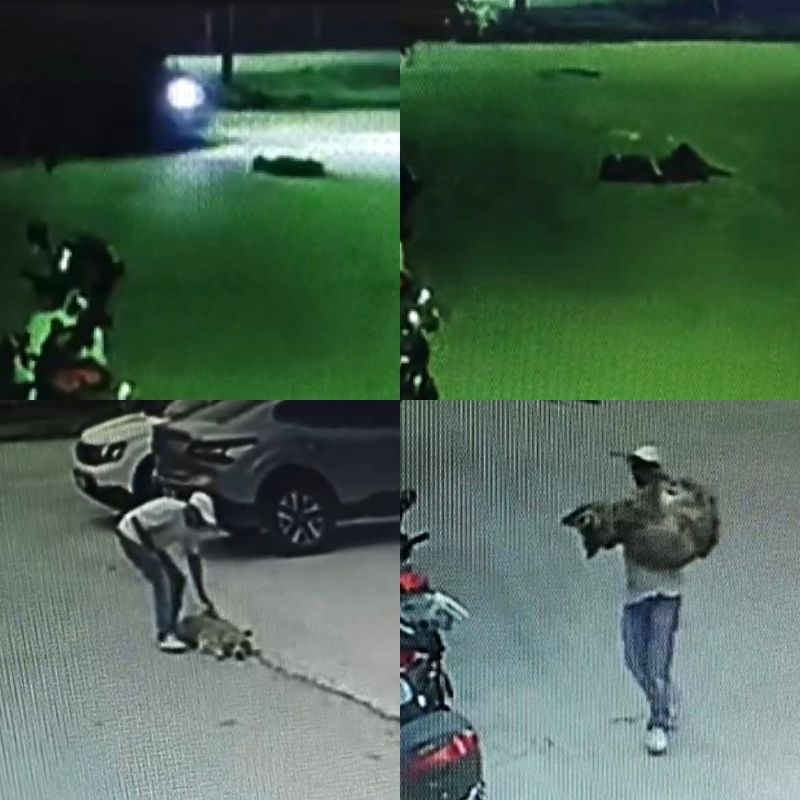 araçla-ezİlen-köpek-kurtarilamadi
