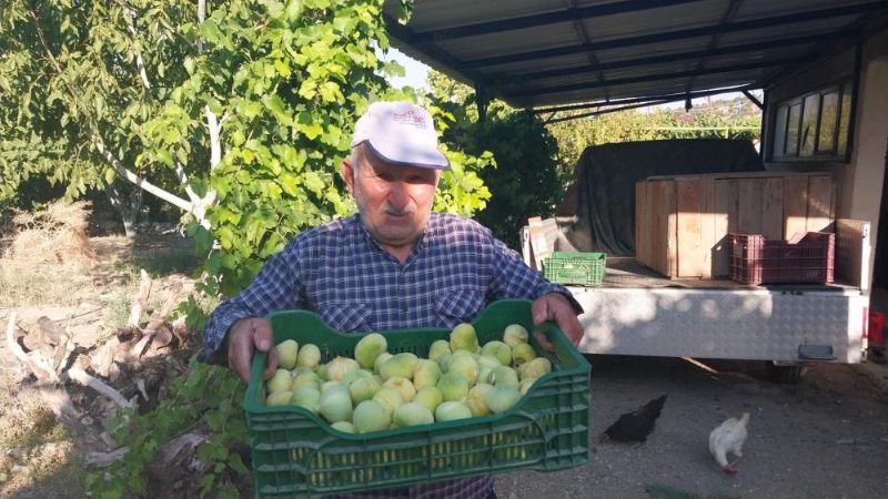 Mut'ta incir hasadı başladı