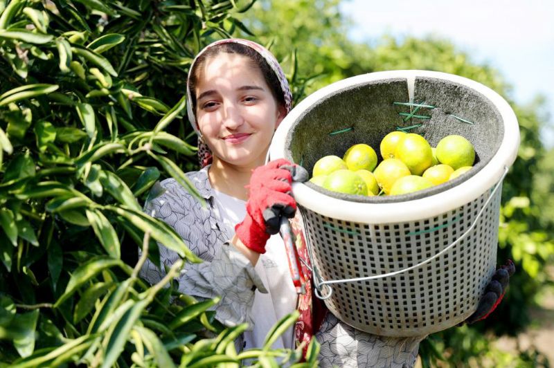 LİMON VE MANDALİNA DALINDA KALDI
