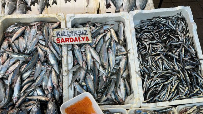 Sardalya ve hamsi balıkçıların yüzünü güldürüyor