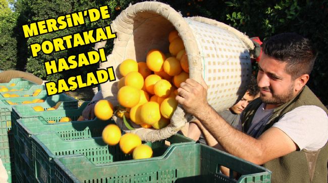 PORTAKAL’DA YOĞUN HASAT DÖNEMİ BAŞLADI